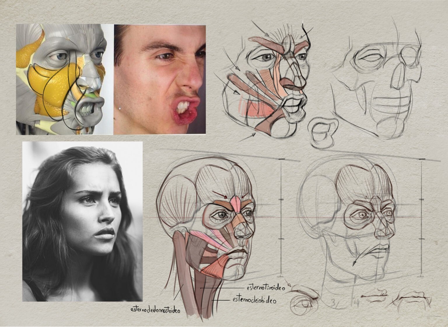 Anatomía Artística – Presentación